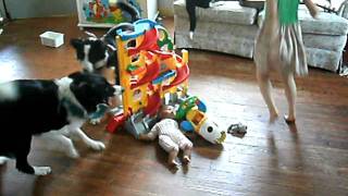 border collies herding kids [upl. by Aronos]