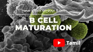 how B cell mature  B cell maturation  maturation of B cell  YouTube tamil [upl. by Sirred]