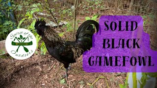 Solid Black Gamefowl [upl. by Iamhaj]