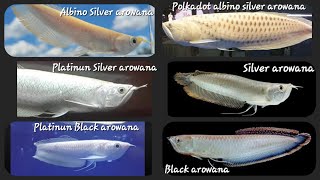 Silver arowana  know all about silver arowana predatorpowerhouse [upl. by Tucky]