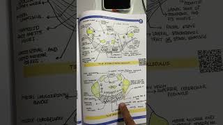 Neuroanatomy anatomy in 7 day By Johari MBBS mbbs anatomy [upl. by Suchta]