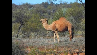 Wild camels on Great Central Road  Western Australia [upl. by Alroi]