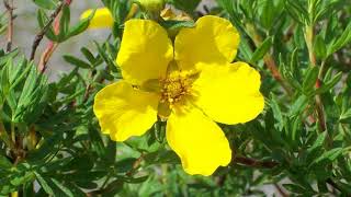 Potentilla fruticosa 23 [upl. by Nicolea]