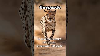 🐆 El guepardo el corredor más rápido 🏃‍♂️💨🐆 Guepardo VelocidadAnimal Shorts [upl. by Derfniw529]