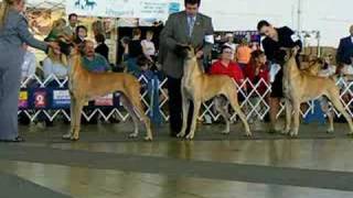 Dallas Great Danes dog show [upl. by Cochran]