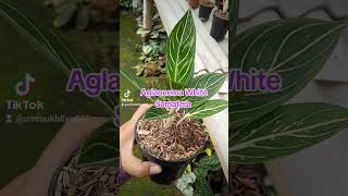 AGLAONEMA white Sumatra plants reviewhargaaglonematerbaru aglaonema plantlover garden love [upl. by Ward]