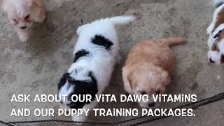 Cavachon Puppies Playing SD 480p [upl. by Queri]