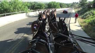 The Budweiser ClydesdalesCody Wyoming Stampede 4th of July 2015 Parade [upl. by Keeley]