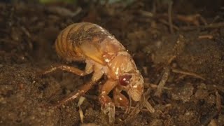 Cicada bugs are coming from underground scientists say [upl. by Iegres]