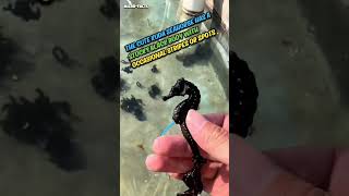 black seahorse microfacts [upl. by Aretta]