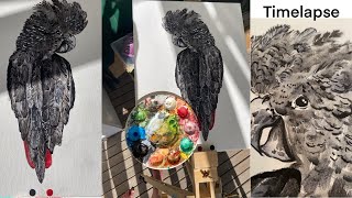 timelapse of painting a red tailed black cockatoo [upl. by Yardna]