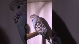 Jonge Engelse grasparkiet budgies parakeets budgerigar budgieslife parkieten budgiesshorts [upl. by Bohi443]