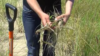 Harvesting and Planting Marram Grass American Beach Grass [upl. by Pontius511]