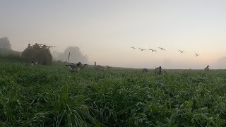 Michigan Early Season Goose Hunting [upl. by Akiner254]