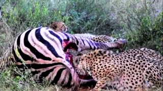 Cheetahs vs Zebra in Namibia Cheetahs hunting zebra get unpleasant surprise Warning graphic [upl. by Ytsud]