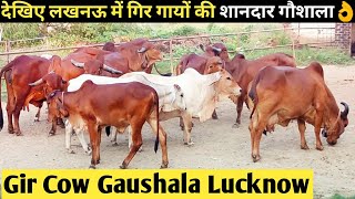 देखिए उत्तर प्रदेश में गिर गायों की शानदार गौशाला Best Gir Cow Gaushala in Lucknow Uttar Pradesh👌 [upl. by Aihsilat]