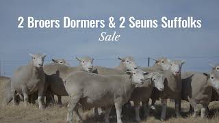 The 2 Broers Dormers amp 2 Seuns Suffolks Auction 2025 [upl. by Jameson]