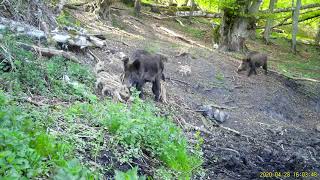 BeispielVideo aufgenommen von einer SEISSIGER SpecialCam LTE Wildkamera [upl. by Vernon122]