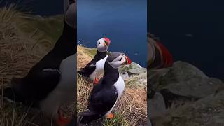 Cute island puffins making their sound birds penguin animals nature wildlife cuteanimals [upl. by Aleahs]