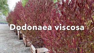 Dodonaea viscosa purpurea [upl. by Iohk]