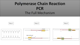 The principle of PCRPolymerase Chain Reaction a full and easy explanation [upl. by Keverne920]