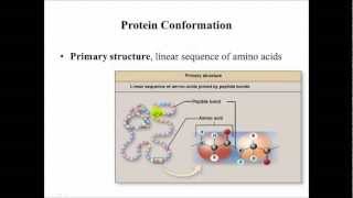 Biological MacromoleculesProteins Monomers of general functions and conformational structure [upl. by Kcirtapnhoj241]