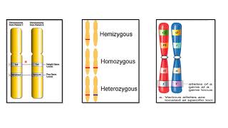 ALLELES  CODOMINANT ALLELES  EXAMPLES [upl. by Beyer]