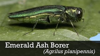 Emerald Ash Borer ID [upl. by Irina725]