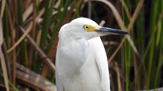 Aigrette neigeuse [upl. by Dedie]