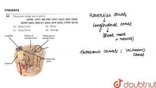 Haversian canals are found in [upl. by Ia]