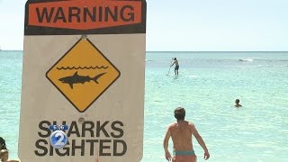 Nonaggressive sharks sighted in and around Waikiki [upl. by Doran]