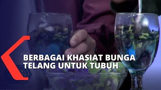 Bisa Jadi Obat Ini Berbagai Khasiat Bunga Telang untuk Kesehatan Tubuh [upl. by Oetomit502]