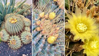 🔴Blue Barrel Cactus Ferocactus glaucescens [upl. by Novart]