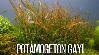 Potamogeton gayi [upl. by Banks]