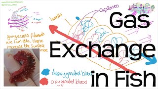 Gas Exchange in Fish  Countercurrent Principle and Head Dissection  Revision for Biology ALevel [upl. by Yessac742]