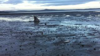 Morecambe Bay Mud Shark [upl. by Hawkie]