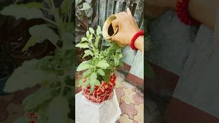 Sunday Tulsi nehi todte tulsikatha dog trending viralshorts yt shorts [upl. by Oirobil719]