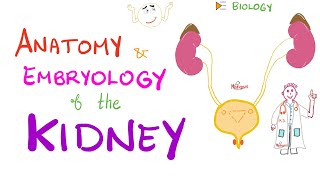 Embryology and Anatomy of the Kidney  Nephrology Basics [upl. by Griffis437]