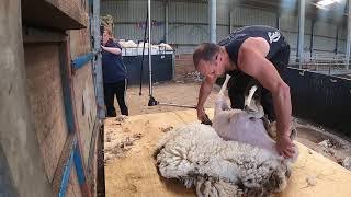 SHEEP SHEARING [upl. by Tallula]