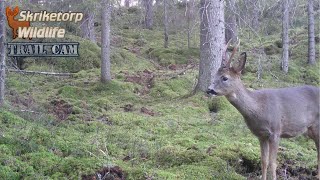 Rådjur Skriketorp 12 November Trail Cam [upl. by Oiceladni]