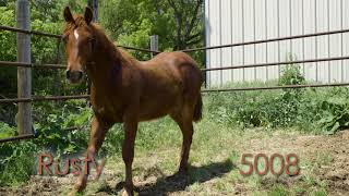 BLM Wild Horse amp Burro Adoption  Cheyenne Frontier Days [upl. by Cimah]