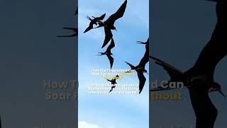 The Frigatebird  Nonstop Flight  How The Frigatebird Can Soar For Weeks Without Stopping [upl. by Atinev625]