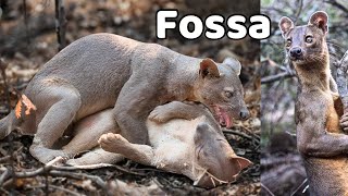 Amazing wild animal “FOSSA” you should see fossa animals wildlife facts [upl. by Aieki67]