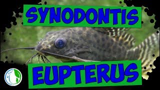 SYNODONTIS EUPTERUS  FEATHER FIN SQUEAKER [upl. by Elrak]