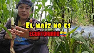 Wilsin593 El maiz no es Ecuatoriano😱🇪🇨 [upl. by Sirraf]