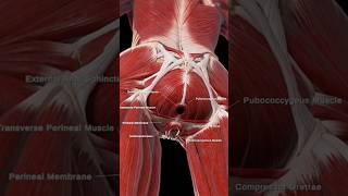 Female Pelvic Floor Muscle [upl. by Vidovic584]