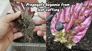 How to propagate begonia from leaf  begonia plant propagation 🌿☘️ leaf propagation [upl. by Bohs70]