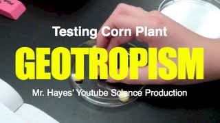 Geotropism Test with Corn Plants [upl. by Ranjiv461]