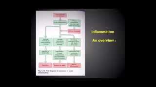 Acute inflammation part 1 [upl. by Soni379]