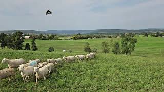 White Dorper Sheep [upl. by Ronoh]